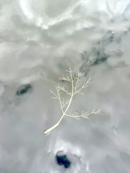 A solitary, pale plant stem floats gently on the calm, reflective surface of the water at Kade West, Marineterrein, Amsterdam
